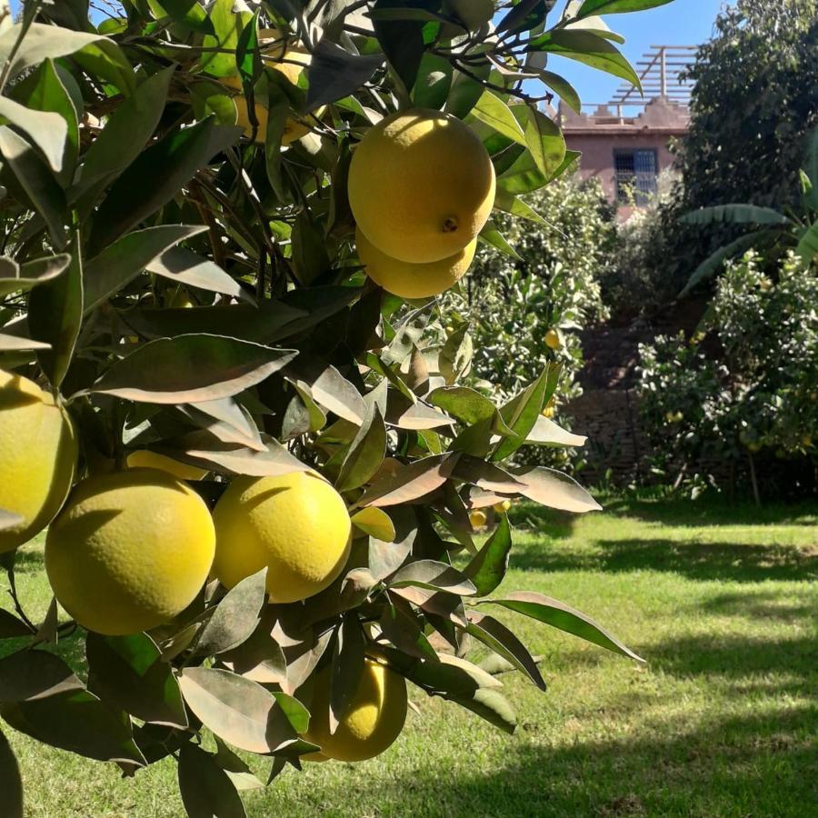 Ourika Timalizene Le Jardin Des Delices Hotel Tamezindert Eksteriør billede